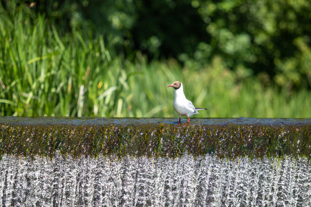 A seagull bird sits on a stone of a fast river.