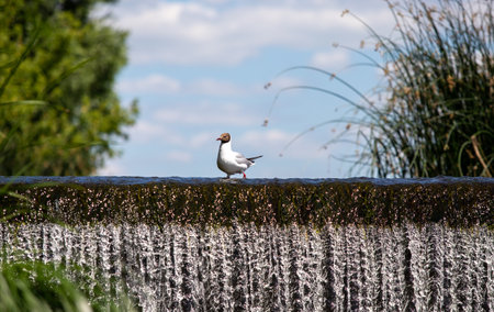 Seagull bird against the blue sky.の写真素材
