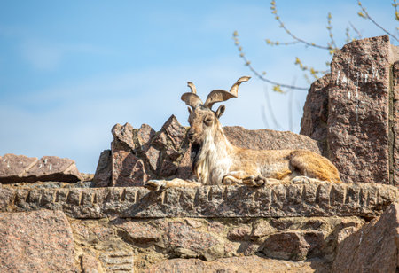 goat markhor on stones natureの写真素材