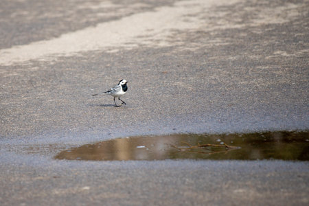 wagtail on the ground looking for foodの写真素材