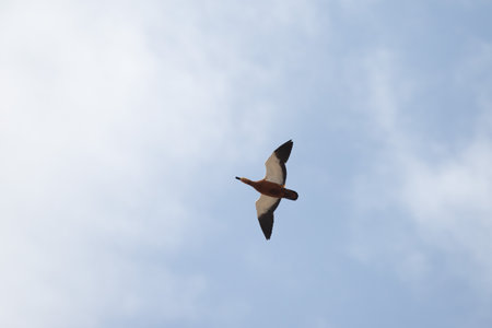 Wild duck flies against the blue sky.の写真素材