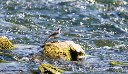 The flycatcher sits on a stone of a fast river.の写真素材