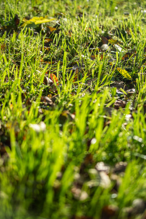 lawn green grass background blurred edgesの写真素材