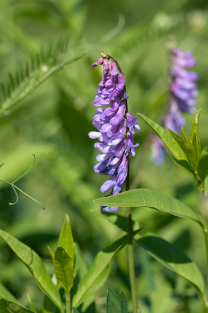Bright wild flowers in the field of nature.の写真素材