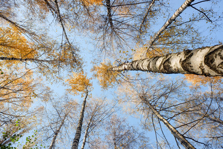 Yellow birch forest from below sky view. Autumn.の写真素材