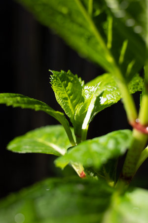 Green background of nature, young green shoots of leaves and grass.