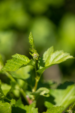 The young green leaves of the tree are the background of nature.の写真素材