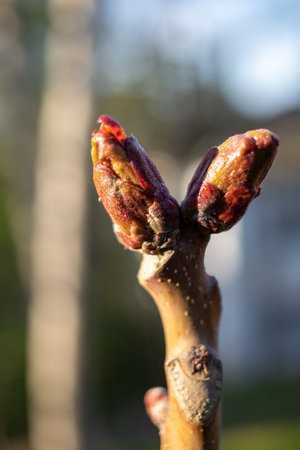 The young green leaves of the tree are the background of nature.の写真素材