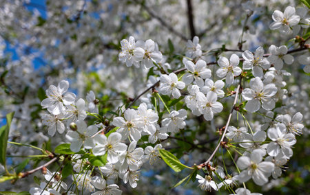 white flowers of fruit trees in spring