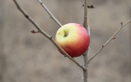 Red apple on the bare branches of a tree.の写真素材