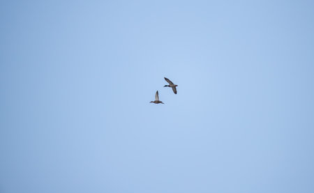 Ducks fly against the blue sky.の写真素材