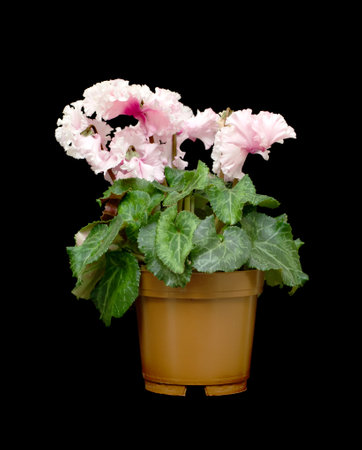 Cyclamen flowers are pink with green leaves in a pot.の写真素材
