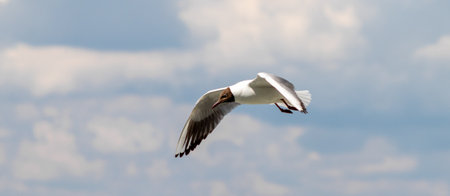 Seagull bird against the blue sky.