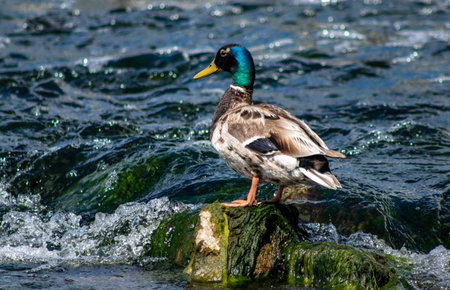 A wild duck sits on a stone in the river. summer nature.の写真素材