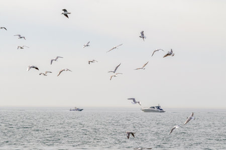Seagulls fly against the background of the sea and the sky.の写真素材