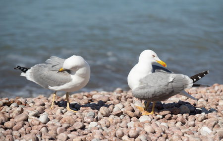 Seagull sits on the beach by the sea.の写真素材