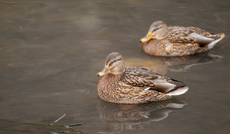 Wild ducks swim in the river, spring nature.の写真素材
