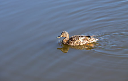 Wild duck swims in the water, nature.の写真素材