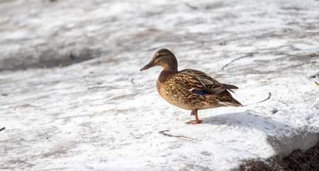 Wild ducks swim in the water, nature.の写真素材