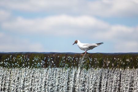 Seagull bird against the blue sky.の写真素材