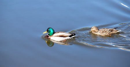 Wild duck swims in the water, nature.の写真素材