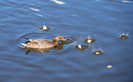 Wild duck swims in the water, nature.の写真素材