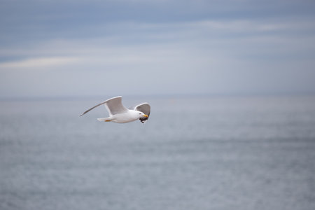 Seagull bird against the blue sky.の写真素材