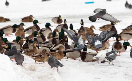 Wild ducks in nature in winter.の写真素材