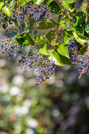 Branch of a tree with blue berries on a blurred background.の写真素材
