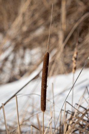 dried cattail cone in winterの写真素材