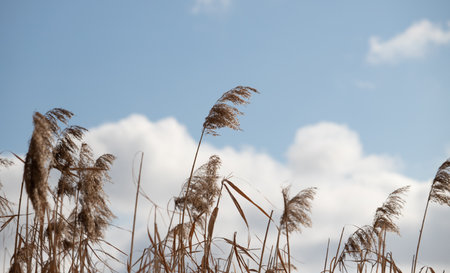 Dry reed branches against the blue sky, winter.の写真素材