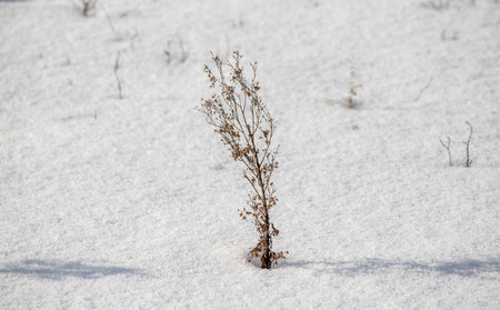 dry grass in the snow, winter landscape, closeup of photoの写真素材