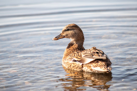 Wild ducks swim in the river, spring nature.の写真素材
