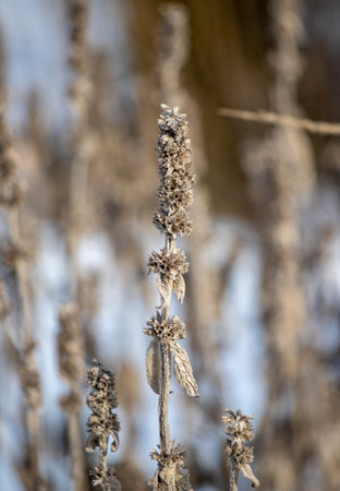 Dry reed branches against the blue sky, winter.の写真素材