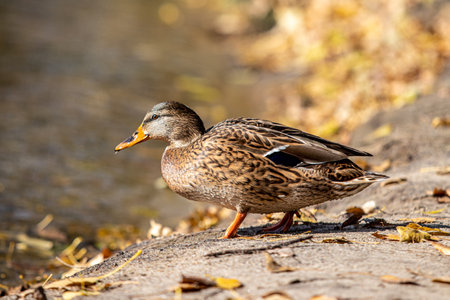 Wild ducks swim in the river, spring nature.の写真素材