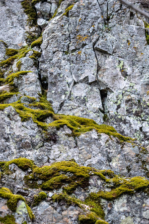 Background stone wall covered with green plantsの写真素材