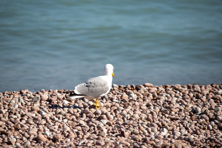 Seagull sits on the beach by the sea.の写真素材