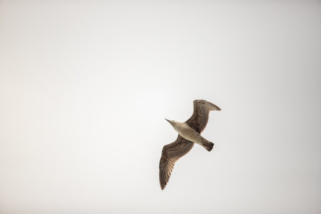 Seagull in flight against the skyの写真素材