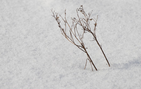 dry grass in the snow, close-up, background, textureの写真素材