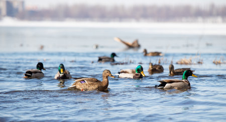 Wild ducks on water bodies, early spring nature.の写真素材