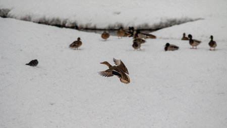 Wild ducks in nature in winter.の写真素材