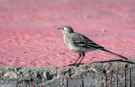 Flycatcher bird in nature in summer.の写真素材