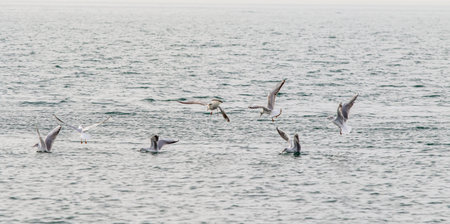 Seagulls fly against the background of the sea and the sky.の写真素材