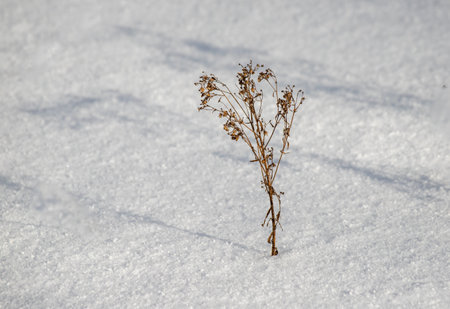 dry grass in the snow, close up of a dry plant in the snowの写真素材