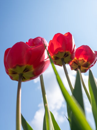 Red tulips on a background of blue sky and clouds in springの写真素材
