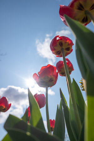 tulips. a bulbous spring-flowering plant of the lily family, with boldly colored cup-shaped flowers.の写真素材