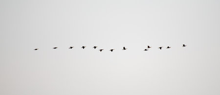 A flock of migratory birds in the sky above the sea.の写真素材
