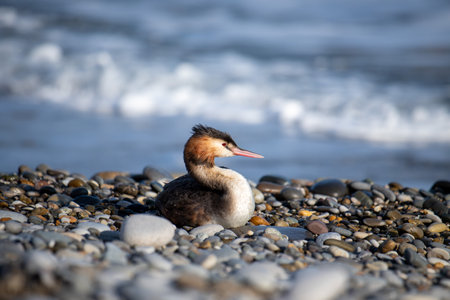 Great crested grebes near sea stones close-upの写真素材