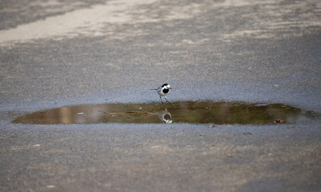 wagtail on the ground looking for foodの写真素材
