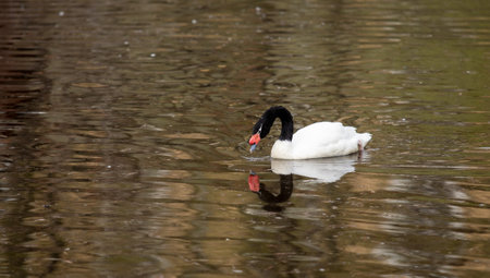 black and white swans swim in the pond in springの写真素材